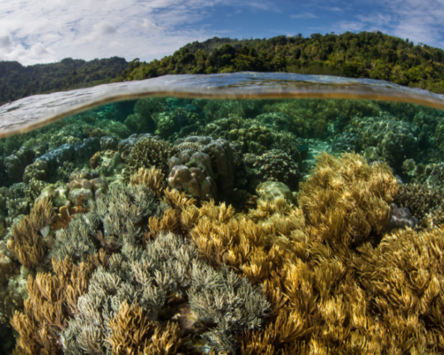 Senado aprueba proyecto de ley que crea el servicio de biodiversidad y áreas protegidas